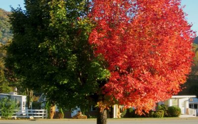 Maggie Valley Fall Clean-up Day