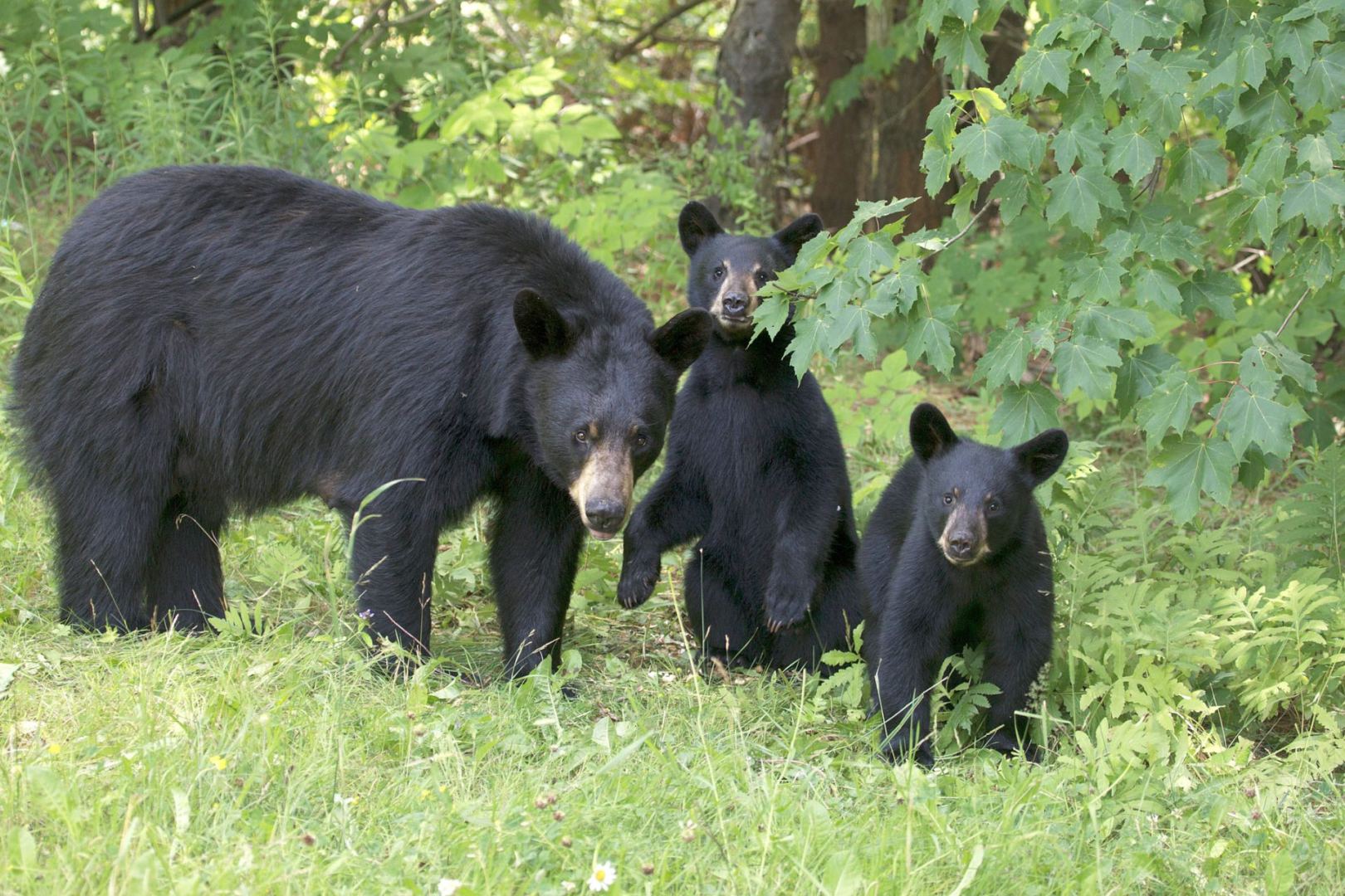 A black bear sow and her two cubs stand in a forest clearing - Ontario, Canada